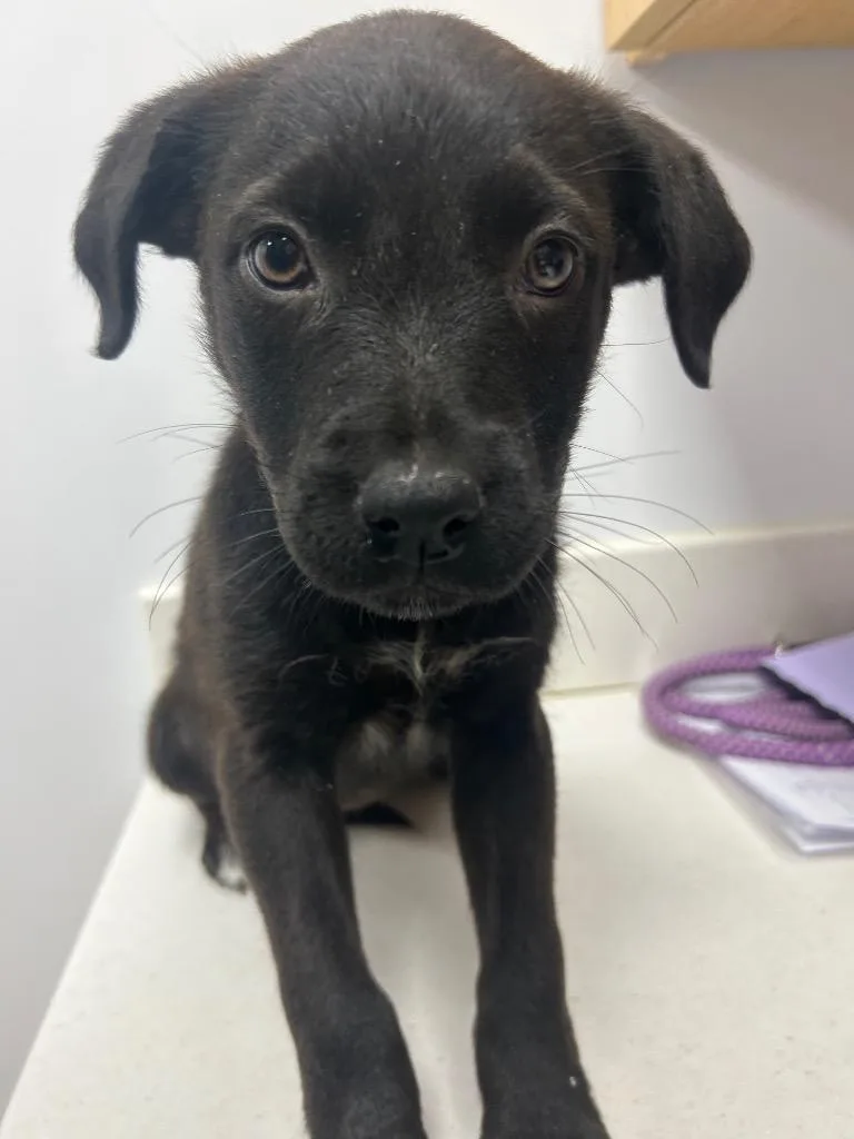 A baby medium-sized female Shepherd dog named Maine for adoption in Hartsville, SC