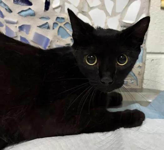 A young medium-sized female Domestic Short Hair cat named Filetofish for adoption in Pensacola, FL