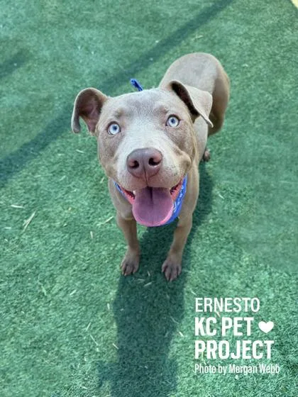 A young large-sized male Yellow / Tan / Blond / Fawn Pit Bull Terrier dog named Ernesto for adoption in Kansas City, MO