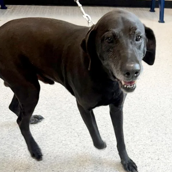 A senior large-sized male Labrador Retriever dog named Dex for adoption in Des Moines, IA