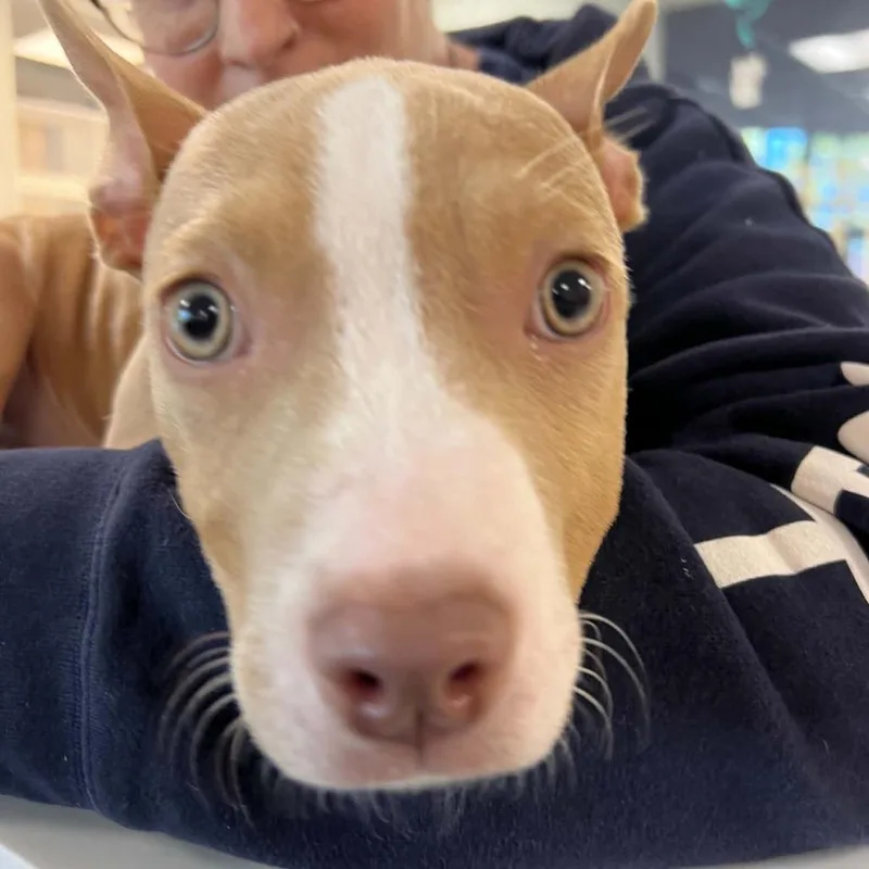 A baby small-sized female Yellow / Tan / Blond / Fawn Mixed Breed dog named Dorothy for adoption in Hampton Bays, NY