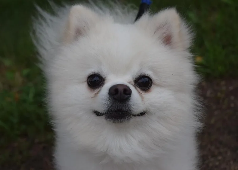 Abu