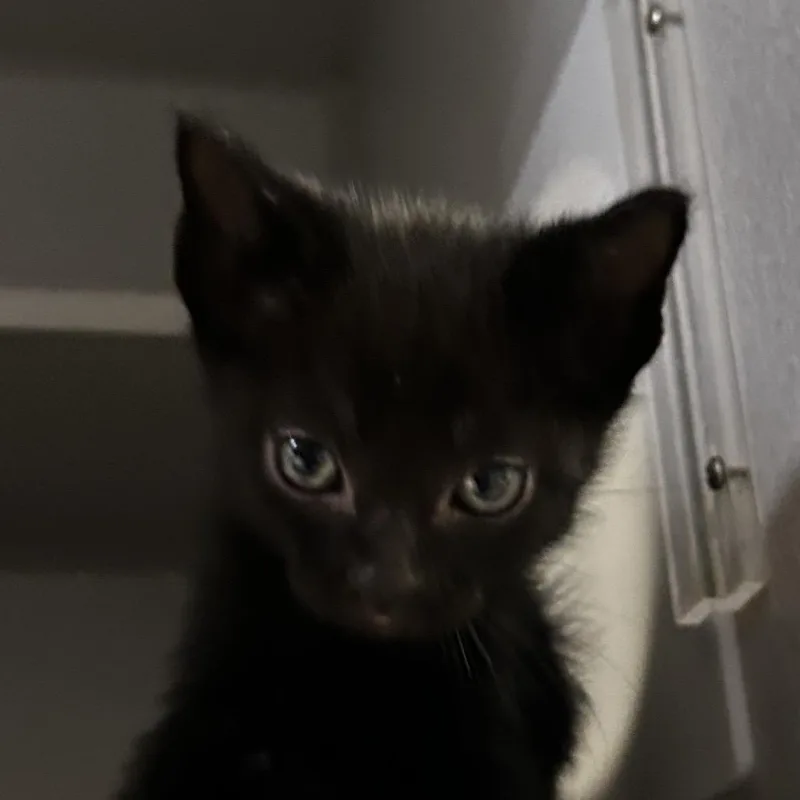 A baby small-sized male Black Domestic Short Hair cat named Berlioz for adoption in Leander, TX
