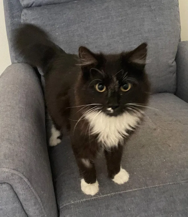 A young medium-sized male Black & White / Tuxedo Domestic Short Hair cat named Yang for adoption in Garner, NC