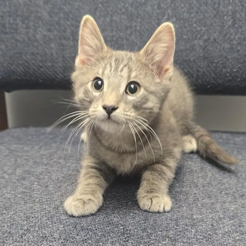 A baby medium-sized male Domestic Short Hair cat named Kyler for adoption in Sunrise Beach, MO