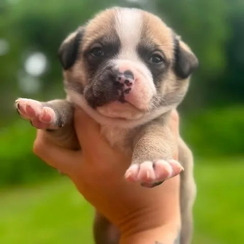 A baby medium-sized male Brown / Chocolate American Bully dog named Giorgee for adoption in Crosby, TX