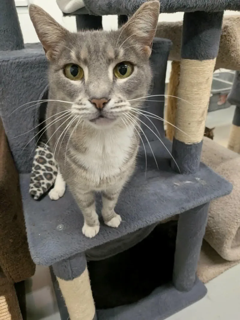 A senior medium-sized female Tabby (Gray / Blue / Silver) Domestic Short Hair cat named Mimi for adoption in West Palm Beach, FL