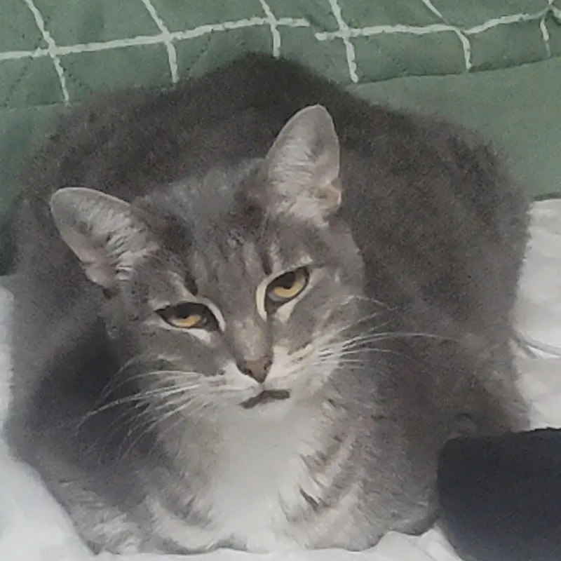 An adult medium-sized female Gray & White Domestic Short Hair cat named Alo for adoption in Liverpool, TX