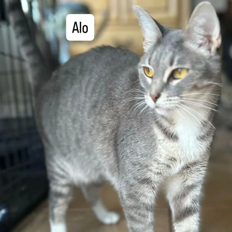 Alo thumbnail 6