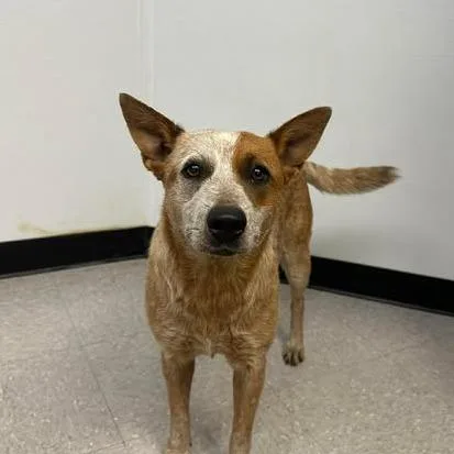 An adult medium-sized female Red / Chestnut / Orange Cattle Dog dog named Callie for adoption in Bastrop, TX
