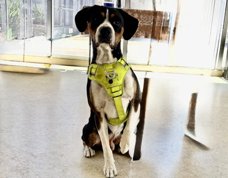 An adult large-sized male Boxer dog named Otis for adoption in San Pedro, CA