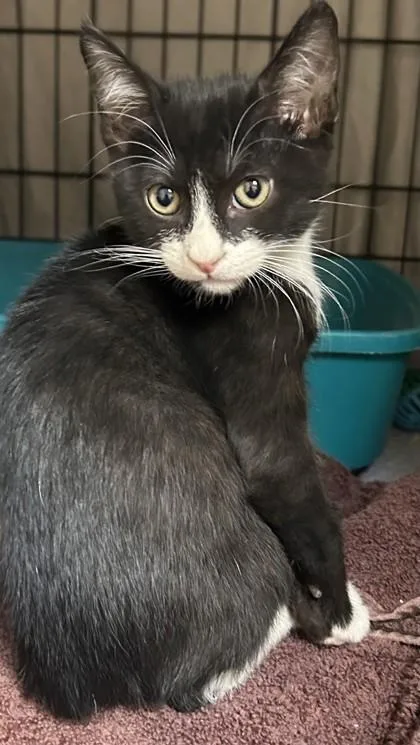 A young small-sized male Domestic Short Hair cat named Kyden for adoption in Phoenix, AZ