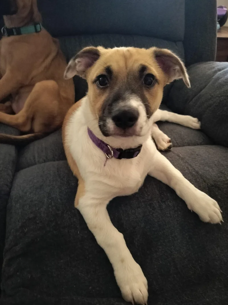 A baby medium-sized male Corgi dog named Dean for adoption in Plano, TX