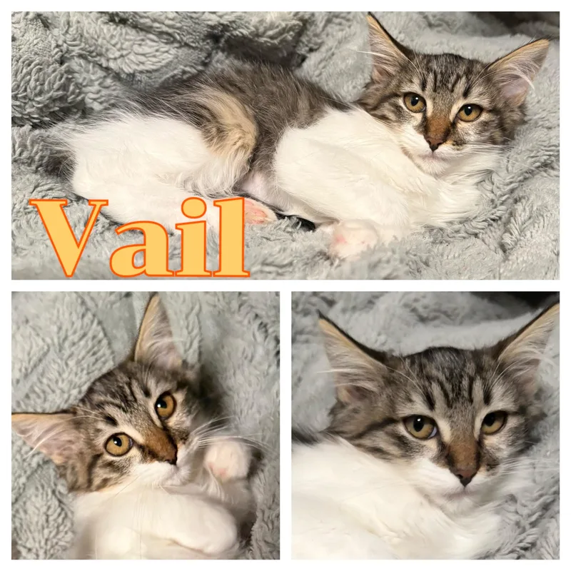 A baby small-sized female Tabby (Gray / Blue / Silver) Domestic Long Hair cat named Vail for adoption in Hollister, CA