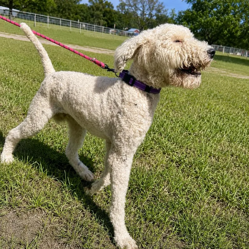 An adult medium-sized male Poodle dog named Clifford for adoption in Sonoma, CA