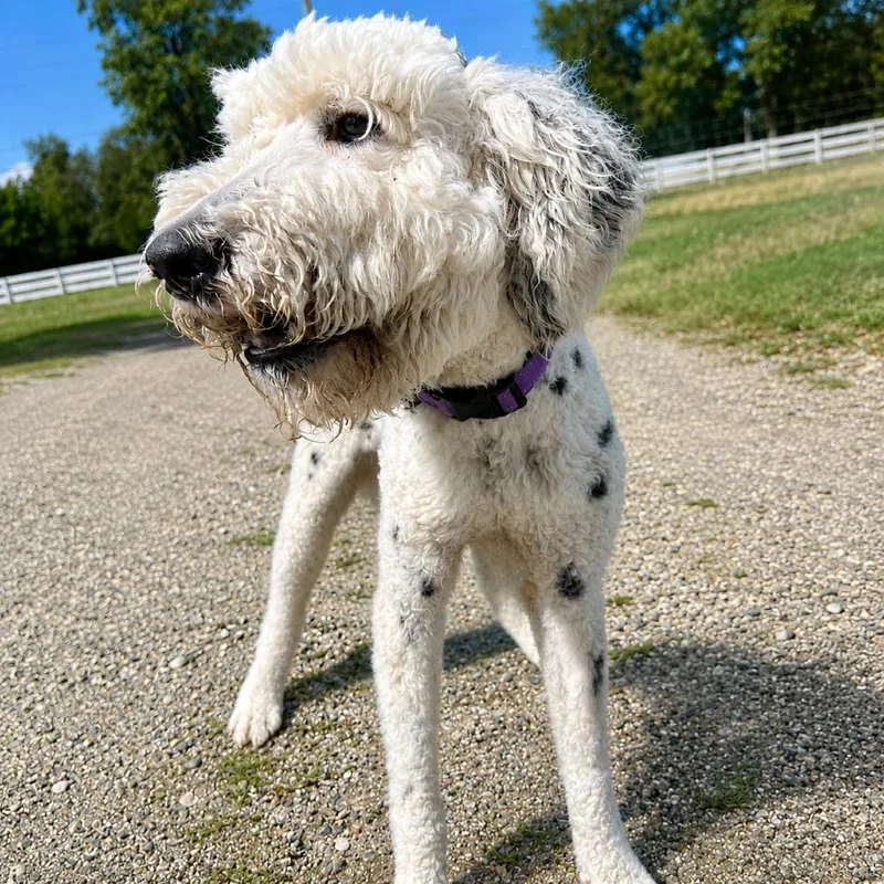 Clifford thumbnail 5
