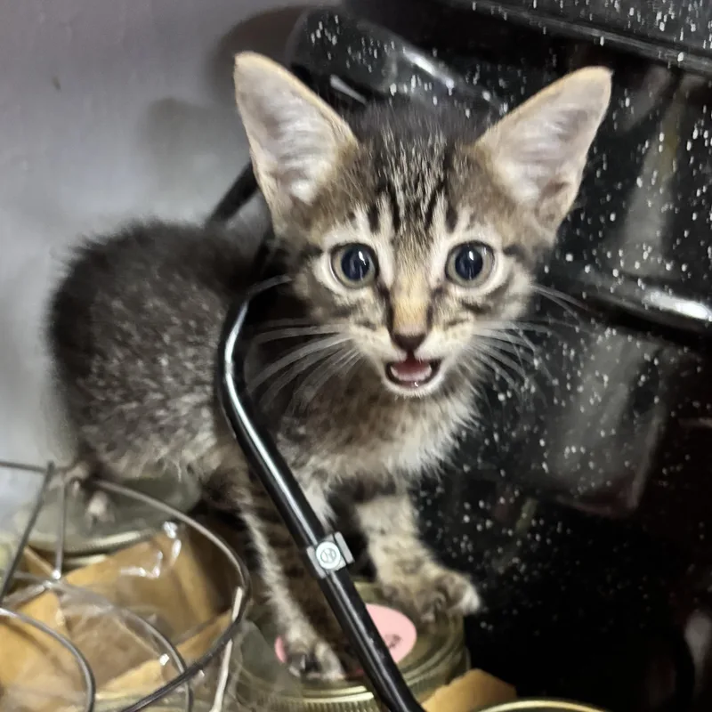 A baby medium-sized male Tabby (Buff / Tan / Fawn) Domestic Short Hair cat named Buzz for adoption in Liverpool, TX