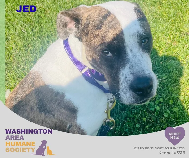 A young medium-sized male Pit Bull Terrier dog named Jed for adoption in Eighty Four, PA