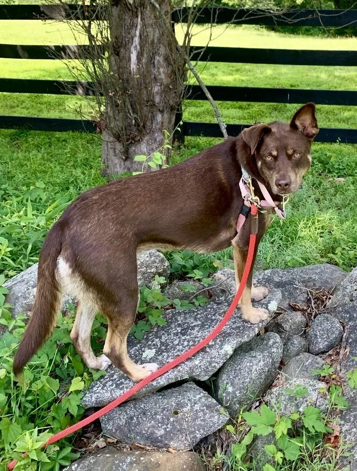 A young medium-sized female Brown / Chocolate Shepherd dog named Dory for adoption in Ossining, NY