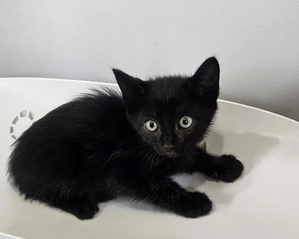 A baby small-sized male Domestic Short Hair cat named Jinx for adoption in Cleveland, TN