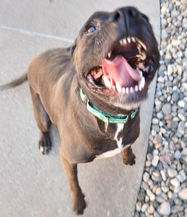An adult medium-sized female Labrador Retriever dog named Rajah for adoption in Sioux City, IA