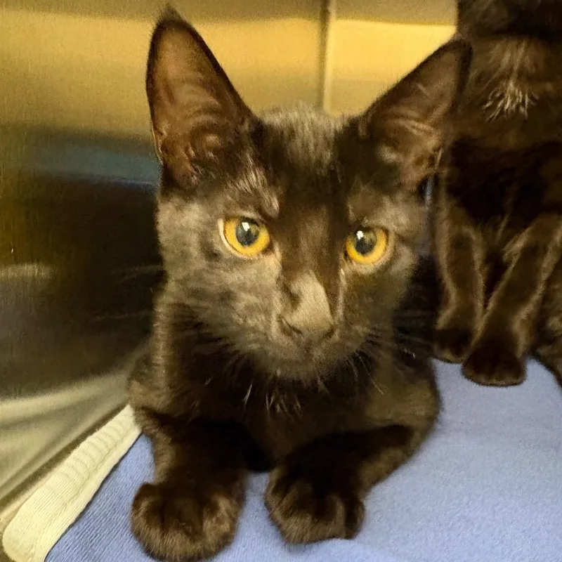 A baby medium-sized male Domestic Short Hair cat named Luke for adoption in Keizer, OR