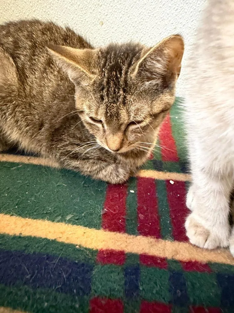A baby small-sized female Domestic Short Hair cat named Daisy for adoption in Ogdensburg, NY