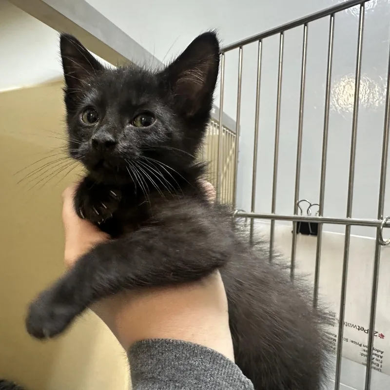 A baby medium-sized female Black Domestic Short Hair cat named Banana for adoption in Converse, TX
