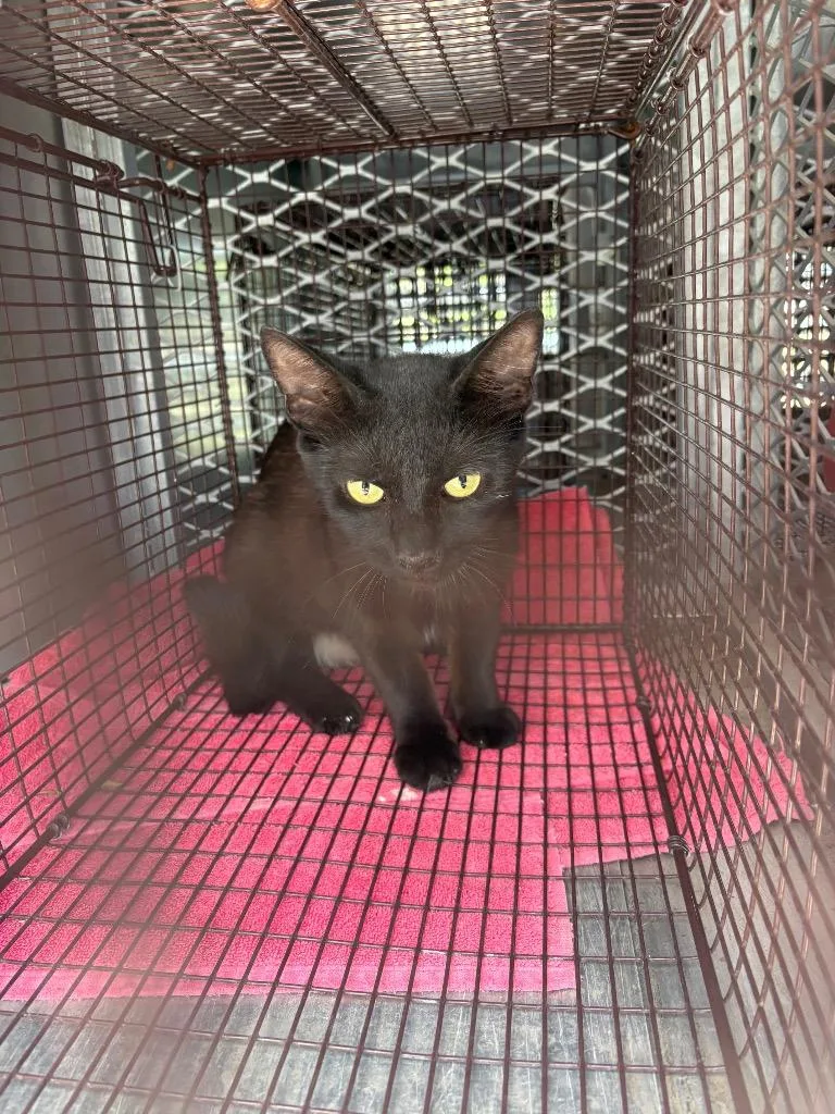 A young medium-sized male Domestic Short Hair cat named Spice for adoption in New Braunfels, TX