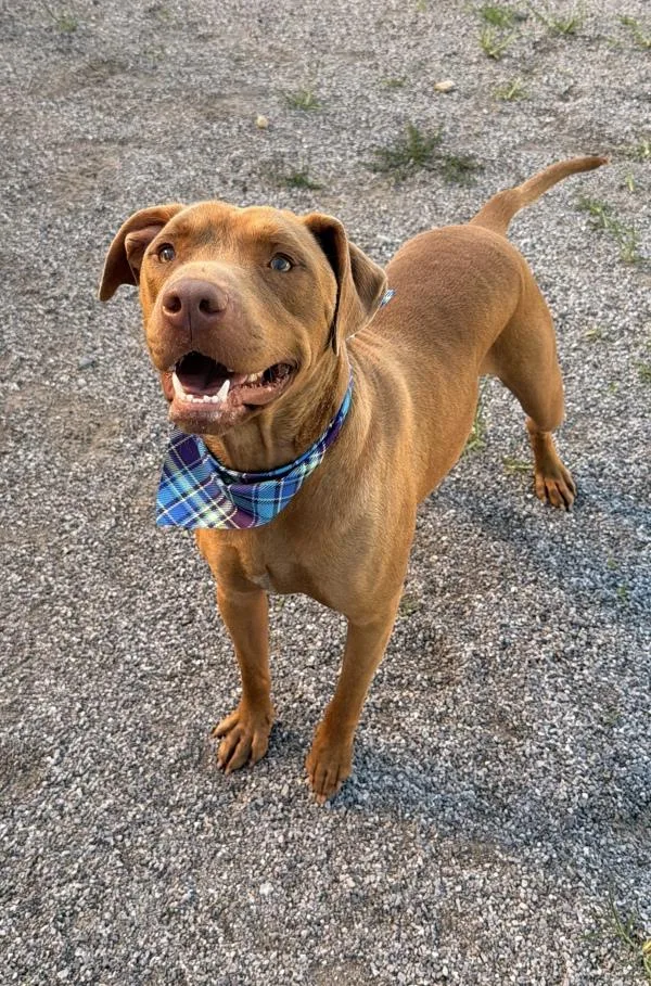 A young large-sized male American Staffordshire Terrier dog named Redd for adoption in Morristown, TN
