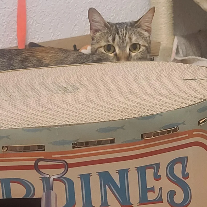 A young medium-sized male Buff / Tan / Fawn Tabby cat named Brooklyn NWC for adoption in Mission Viejo, CA