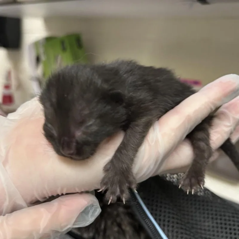 A baby small-sized female Black Domestic Long Hair cat named Bananas for adoption in Asheville, NC