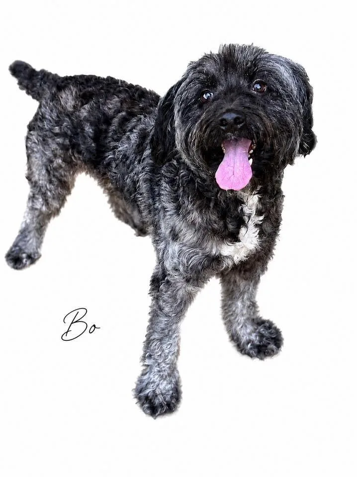 Bo