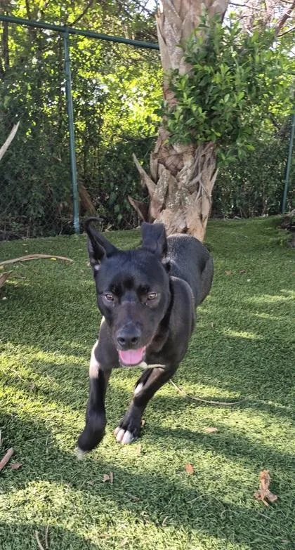 A young large-sized male Labrador Retriever dog named Duncan for adoption in North Miami Beach, FL