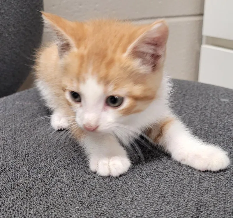 A baby small-sized male Domestic Short Hair cat named Stanley for adoption in Hopkinsville, KY