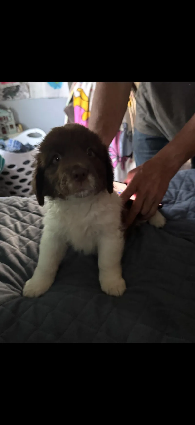 Puppies
