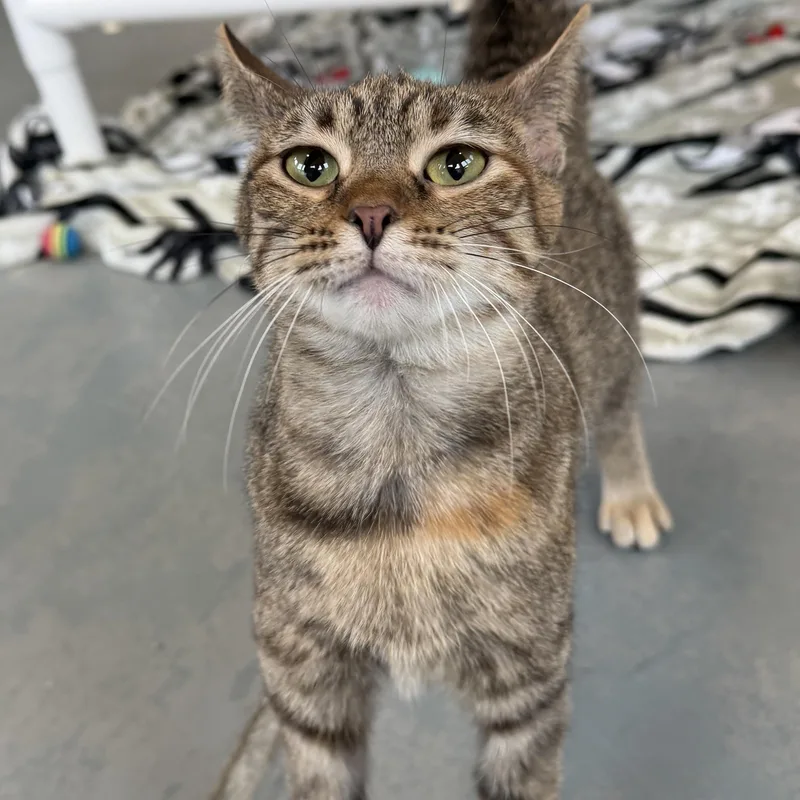A baby medium-sized female Tabby (Brown / Chocolate) Domestic Short Hair cat named Bean for adoption in Latrobe, PA