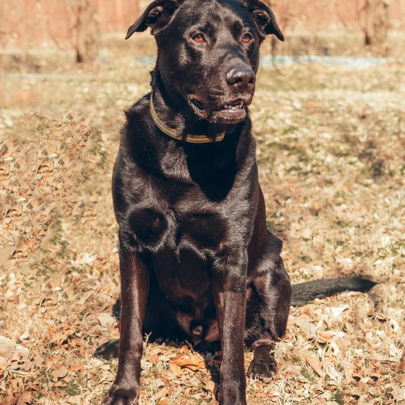 Finnegan thumbnail 2