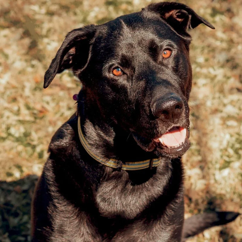 Finnegan thumbnail 4