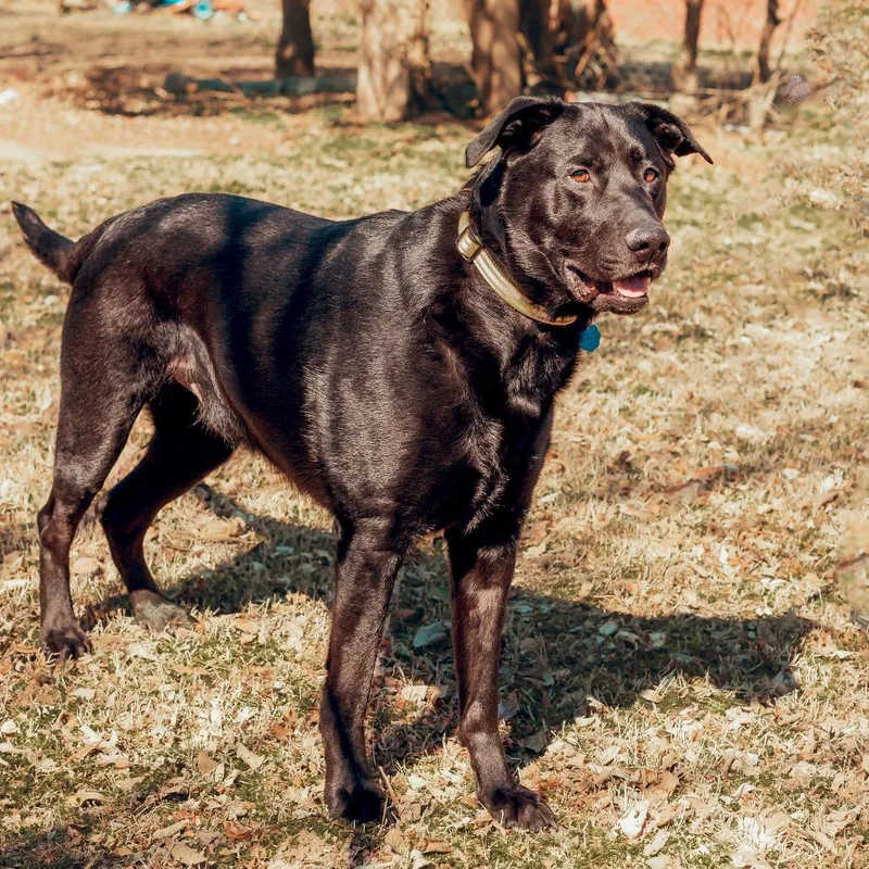 Finnegan thumbnail 5