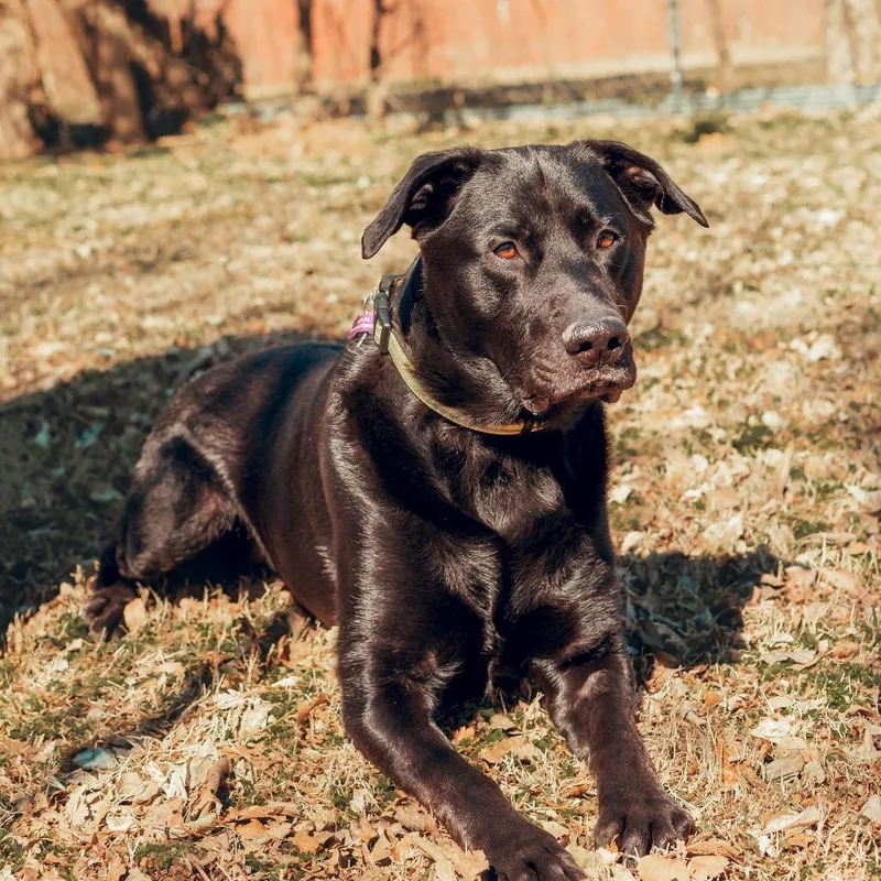 Finnegan thumbnail 6