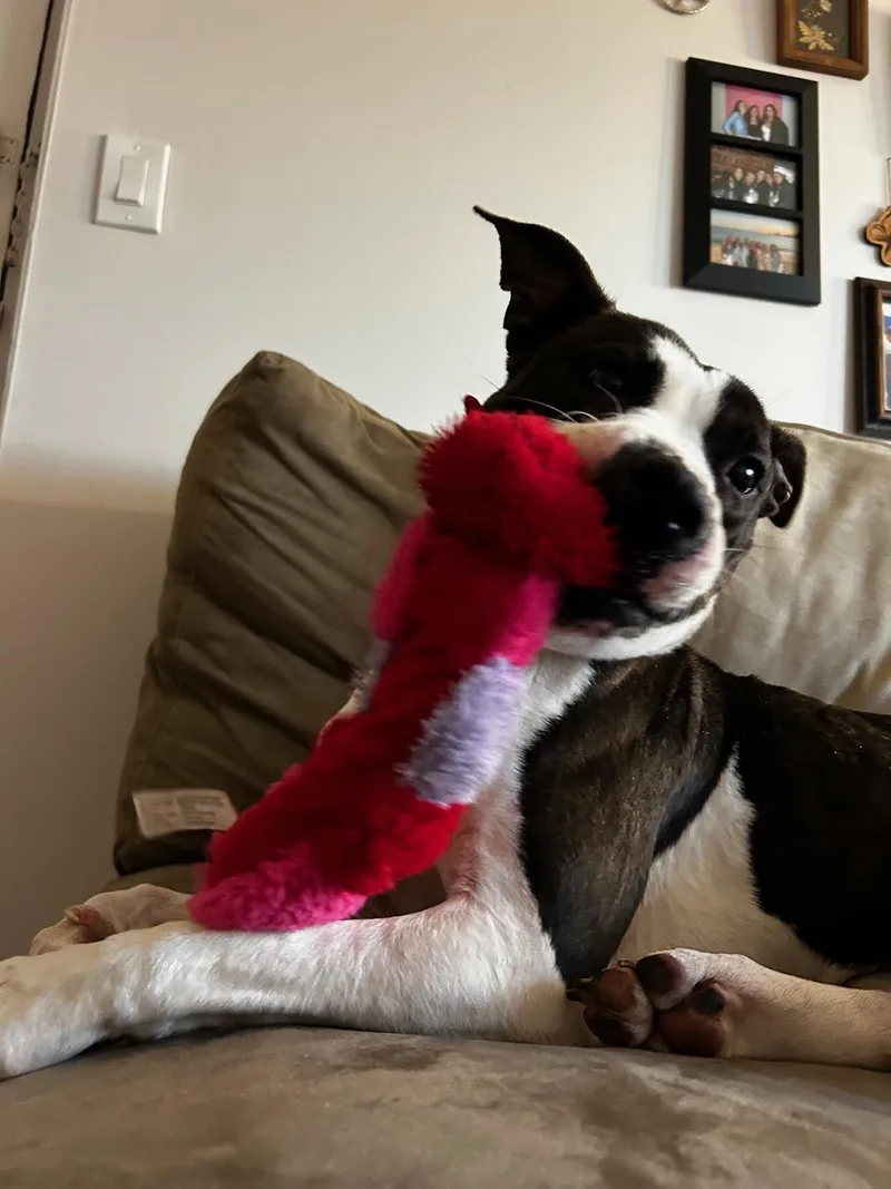 An adult medium-sized female Brindle Mixed Breed dog named Junie for adoption in Cincinnati, OH