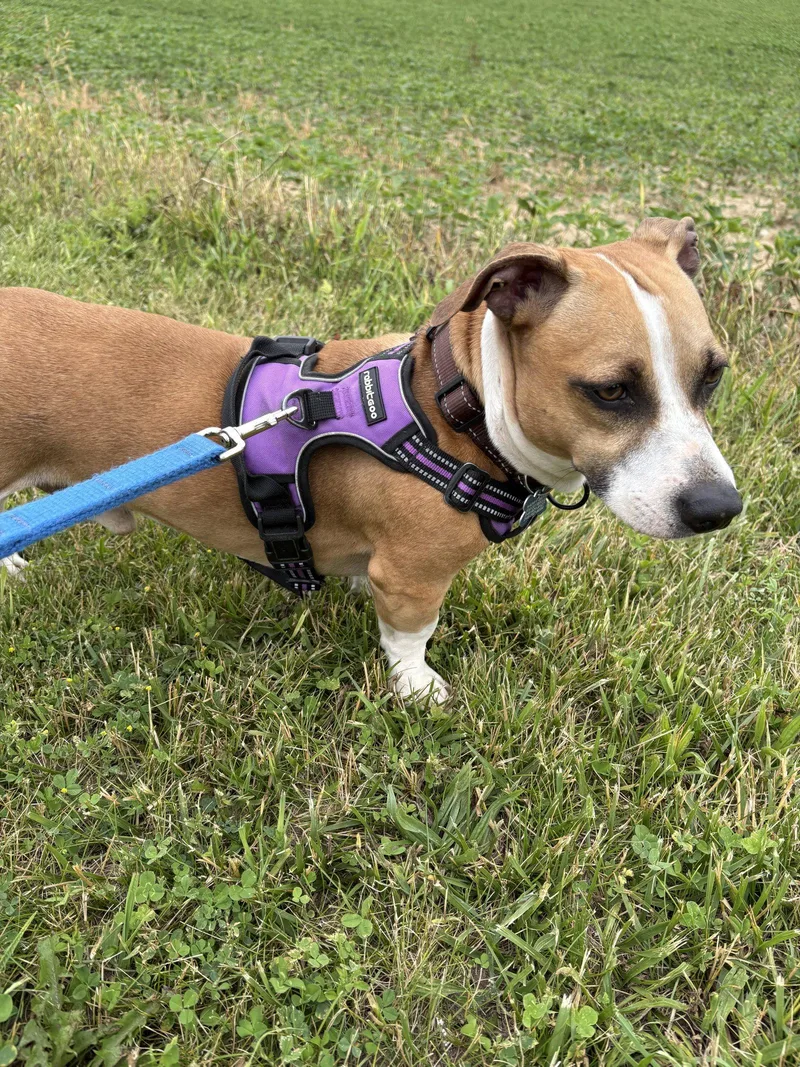 An adult small-sized male Corgi dog named Buddy for adoption in Livonia, MI
