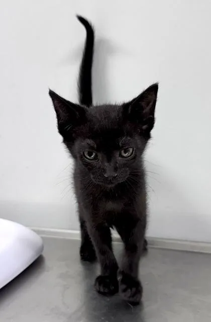 A baby small-sized male Black Domestic Short Hair cat named Hodgins at PetSmart in for adoption in Bishop, GA