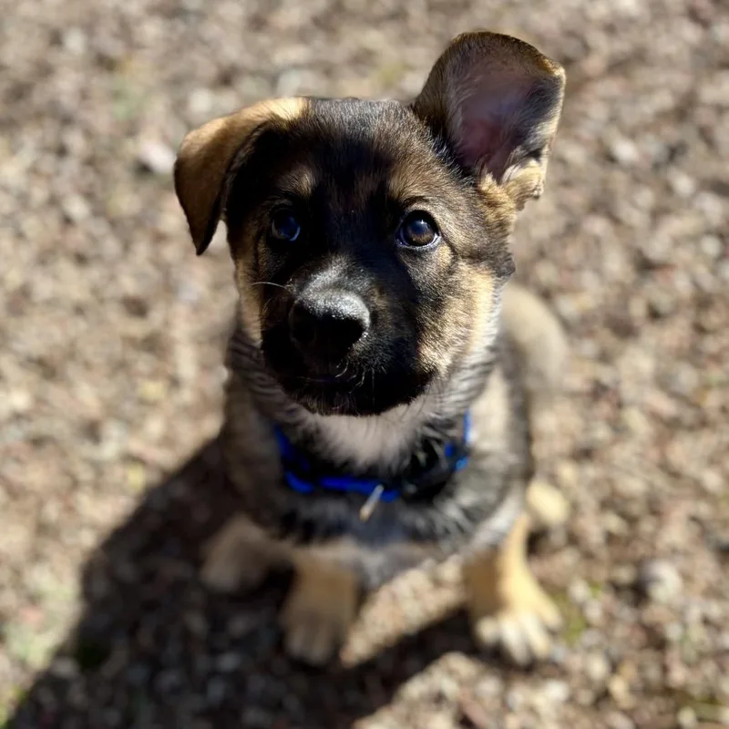 Hash Brown thumbnail 2