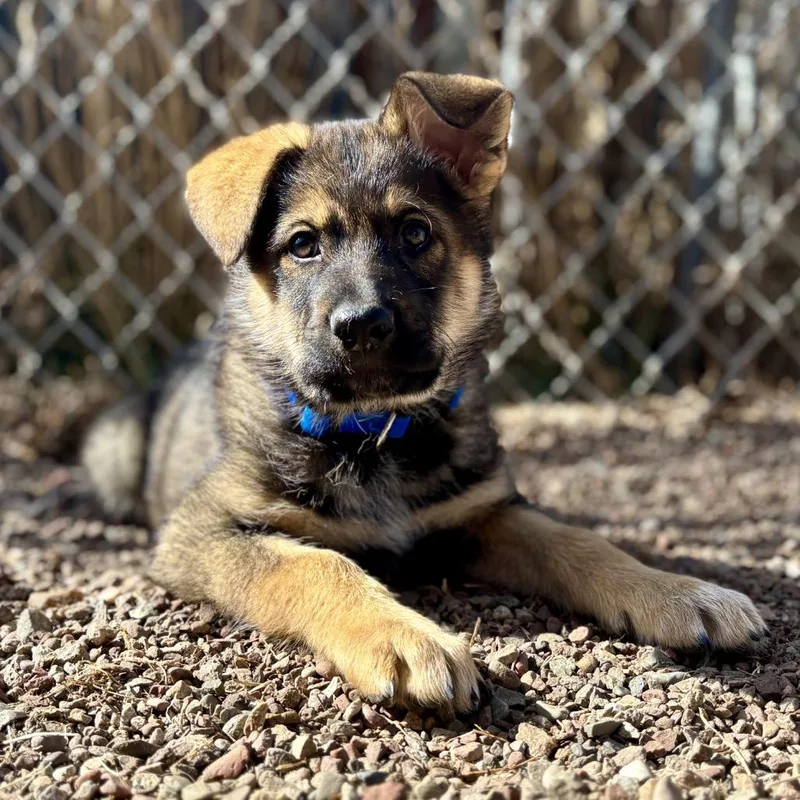 Hash Brown thumbnail 4