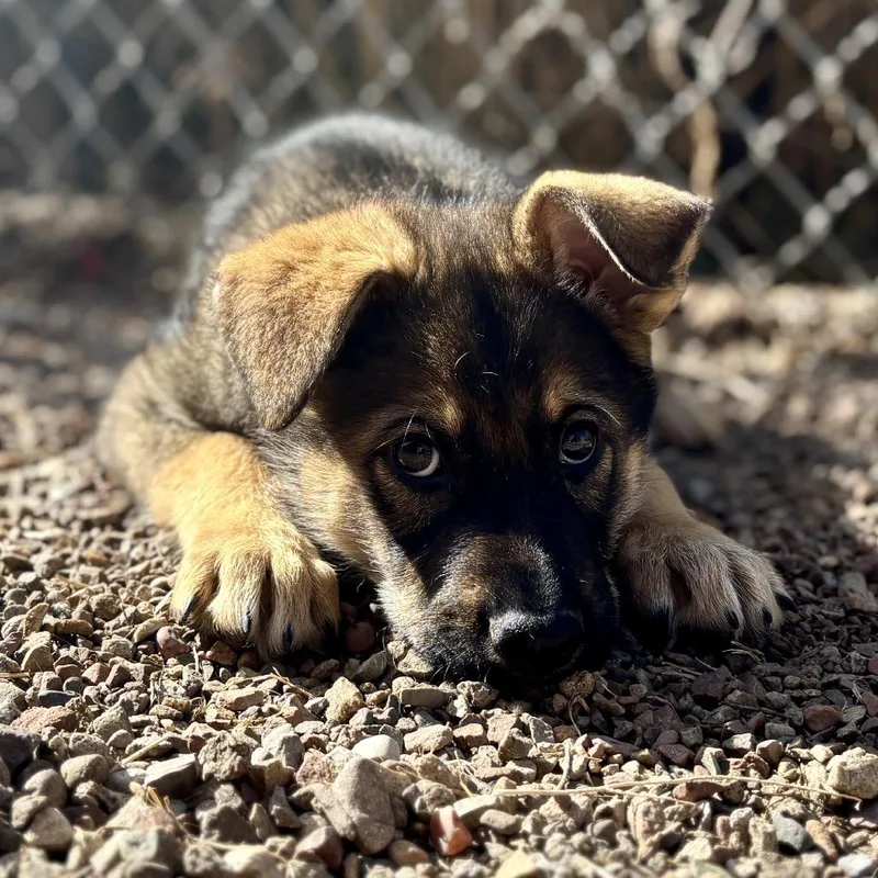 Hash Brown thumbnail 5