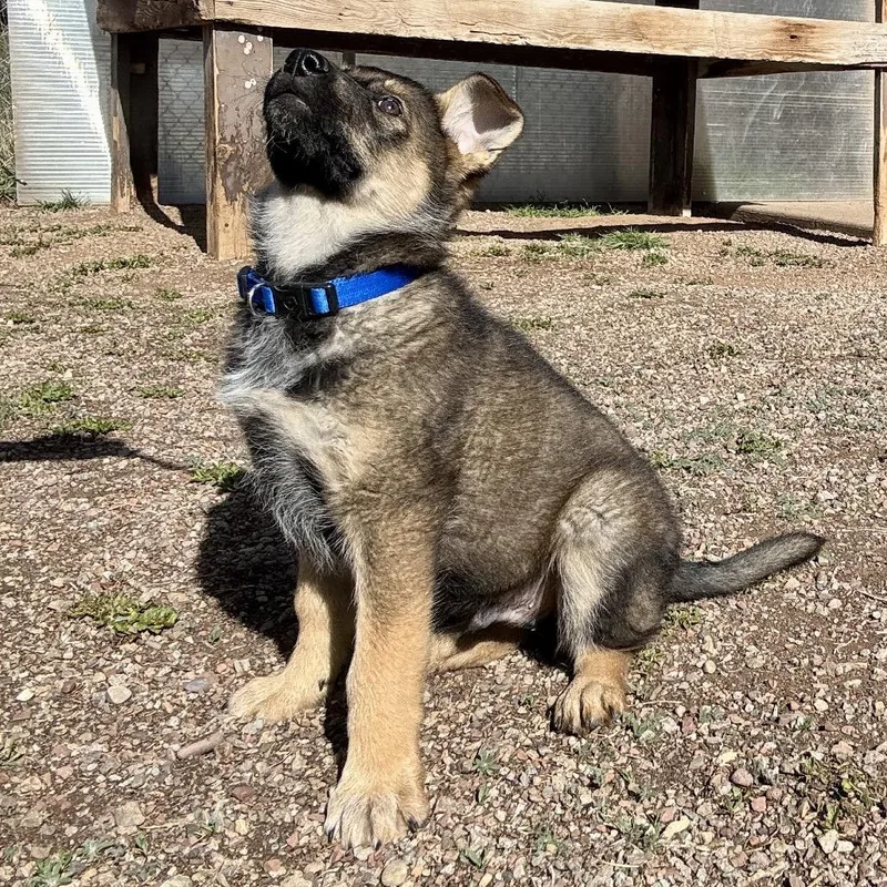 Hash Brown thumbnail 6