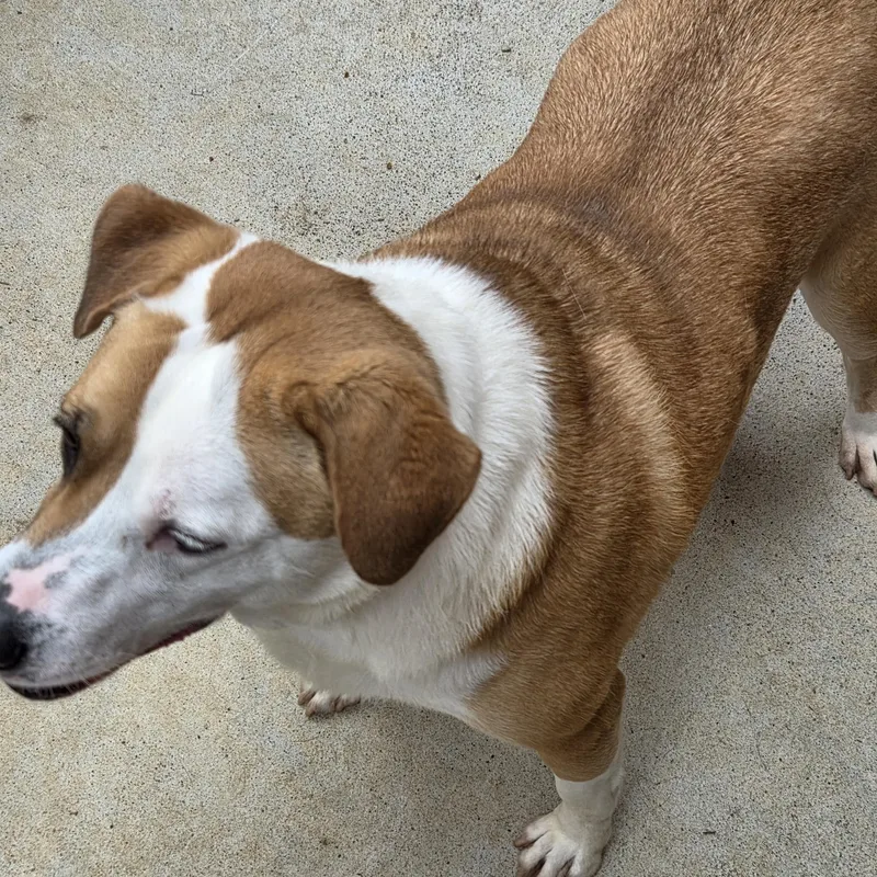 A young medium-sized female Red / Chestnut / Orange Rough Collie dog named Ruby for adoption in Charleston, WV