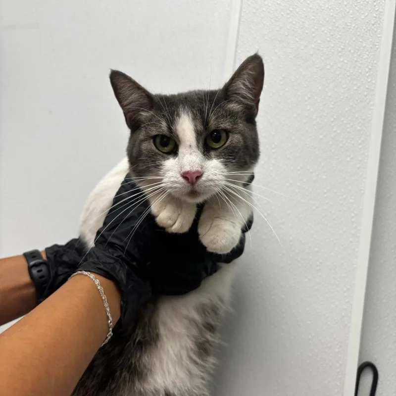 An adult medium-sized female Domestic Short Hair cat named Ciri for adoption in Abilene, TX